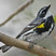 Yellow-rumped Warbler